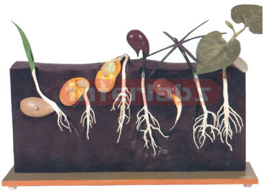 COMPARATIVE GERMINATION MODEL